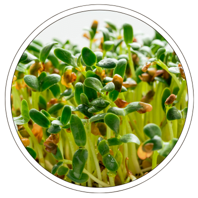 Fenugreek Microgreens: Elevating Skin Health and Wellness with Nature's Power 2 fenugreek microgreen