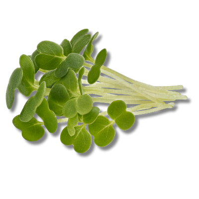 Sunflower Microgreens: Unlocking Radiance and Vitality with Nature's Tiny Powerhouses 2 Sunflower microgreen