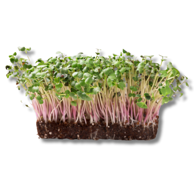 The Power of Microgreens and Mushrooms Extracts 3 nude lipstick shades name