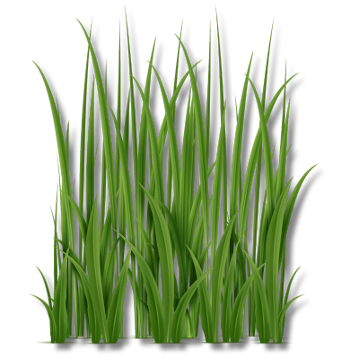 Wheatgrass Microgreens: Unleashing Vibrant Health and Glowing Skin with Nature's Power 2 wheatgrass microgreen