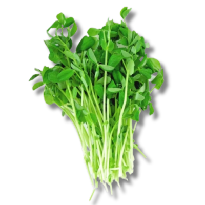 Pea Microgreens in Liquid Lipstick Matte: Elevating Health and Beauty with Nature's Nutrient Powerhouse 2 Pea microgreen