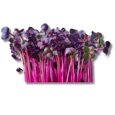 The Ultimate Peachy Nude for Fair to Medium-Skinned Beauties 3 radish microgreen