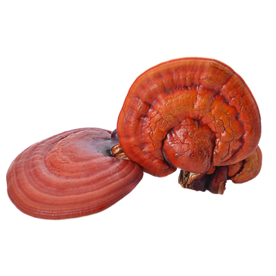 Ganoderma Mushroom: Elevating Health and Beauty with the Power of Reishi 2 benefit of reishi mushroom